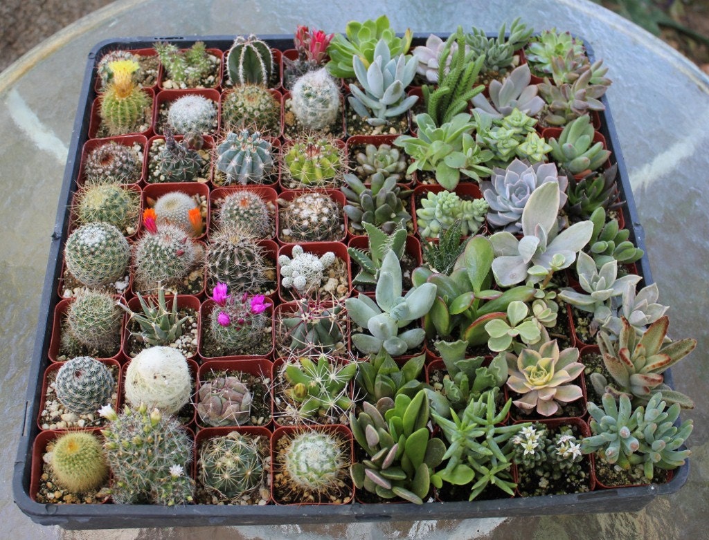 50 Succulent & Cactus Collection  Awesome for Party or Wedding Favors and Gifts succulents plants lot