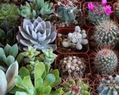Nine (9) Succulent & Cactus Collection  Awesome for Party or Wedding Favors and Gifts succulents table decor favor