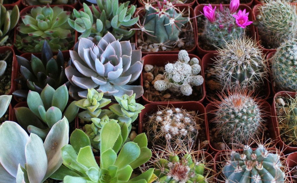 Succulent & Cactus Collection  TWENTY (20) Awesome for Party or Wedding Favors and Gifts succulents plants lot