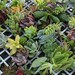 THIRTY FIVE (35) Succulent CUTTINGS perfect for wall gardens wreaths and topiaries wedding gifts favors Succulents echeverias