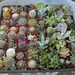 Succulent & Cactus Collection  TWENTY (20) Awesome for Party or Wedding Favors and Gifts succulents plants lot