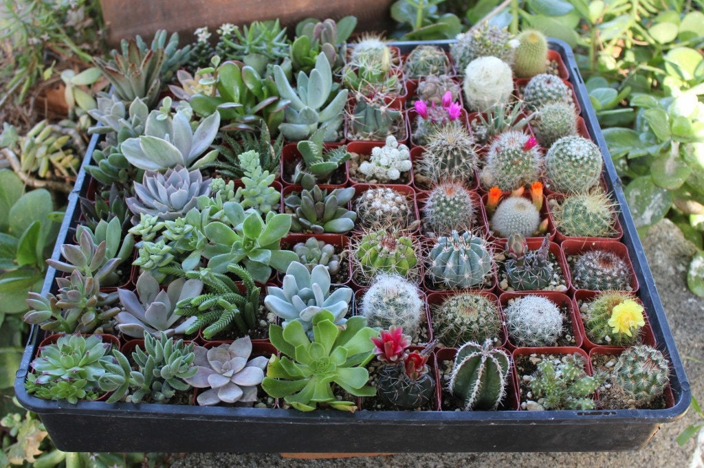 Succulent & Cactus Collection  TWENTY (20) Awesome for Party or Wedding Favors and Gifts succulents plants lot