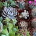 Succulent & Cactus Collection TWENTY (20) Awesome for Party or Wedding Favors and Gifts succulents plants lot