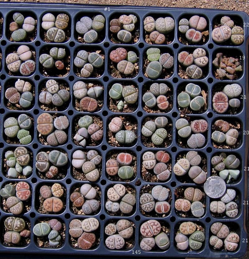 lithops living stones