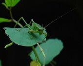 Grasshopper - Fine Art Photograph - 5x7 matted print of katydid sitting on green leaf with black background