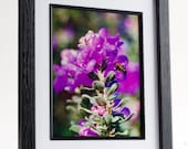 Framed Bees on Texas Sage Print