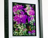 Framed  Texas Sage Bloom Print