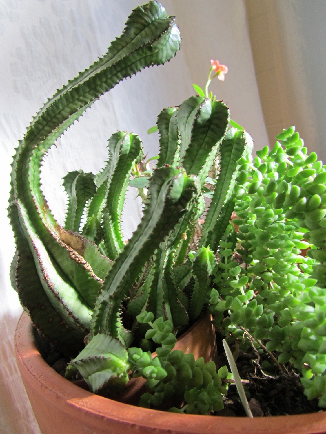 Upcycled Broken Pot Cactus/ Succulent Garden