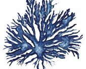 Sea Coral in Denim II Print 11x14