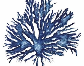 Sea Coral in Denim II Print 11x14