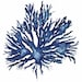 Sea Coral in Denim II Print 11x14