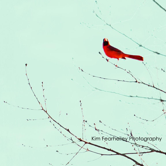 Bird Photography - 8x8 Fine Art Photography, Songbird, cardinal, northern cardinal, red, nature photography, spring, wall art, home decor