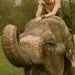 the lucky elephant Mega Leather Wrap Bracelet... Rainbow Sundance with GOOD LUCK ELEPHANT - 4.5 feet long