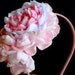 Double blooming large peony flower girls headband 2 shades of pink, & white