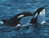 Orcas - 16 x 12 print