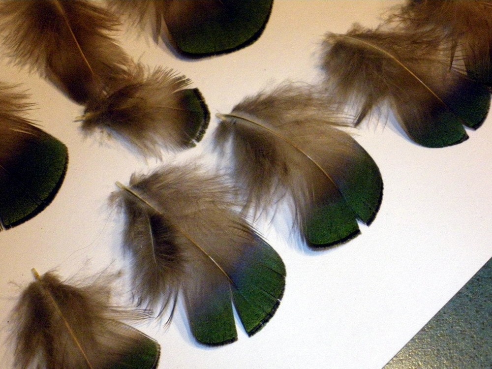 12 Golden Pheasant Feathers natural electric Jade