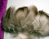 natural feathers Mallard Flank mfb-00 craft feathers