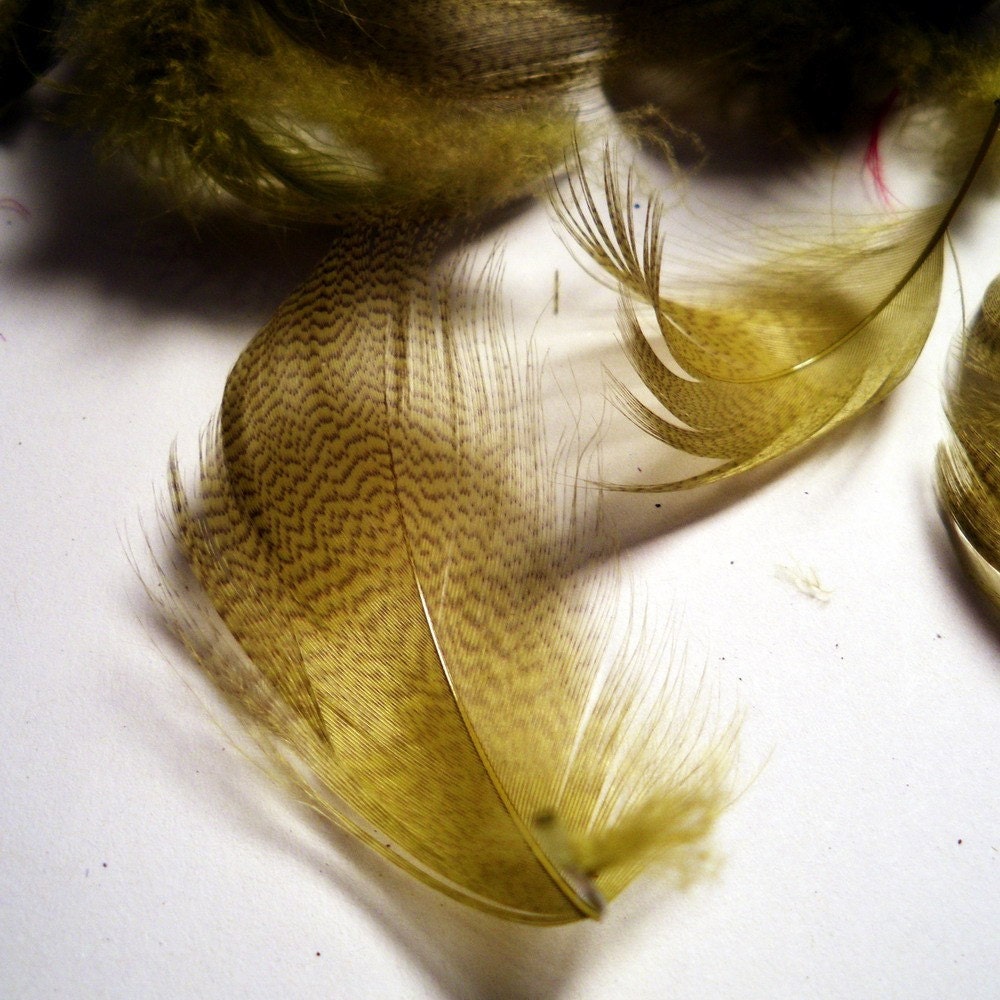 Mallard  feathers Flank dyed olive QTY 50 MFD-25 Feathers for crafting fly tying fascinators and more