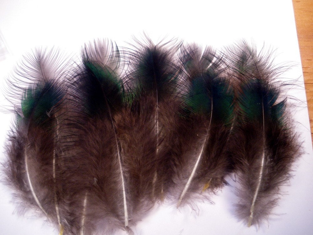 10 Peacock feathers  long Green Body feathers PC 7 craft feathers loose feathers