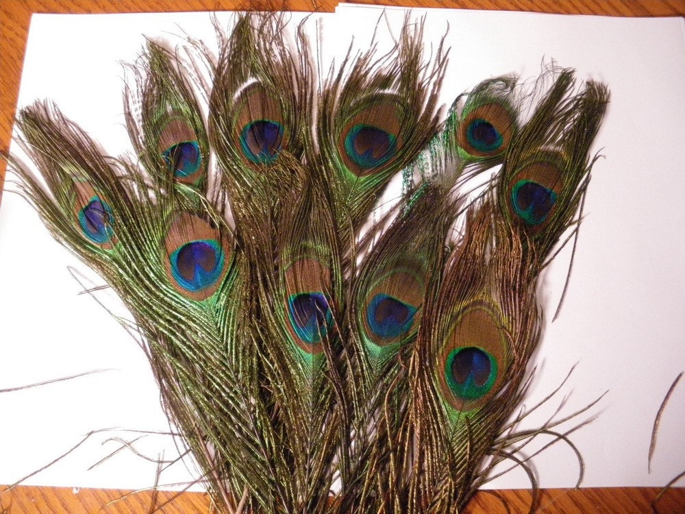 10 Peacock eyes  Peacock feathers Peacock plumes craft feathers