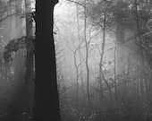 black and white photographs / fog / foggy / forest / trees / Forest Light / 8 x 10 print - NicholasBellPhoto
