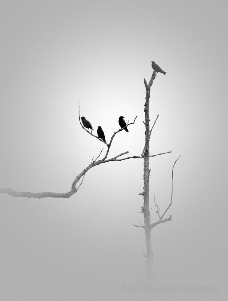 Black and white photography / nature, birds, minimal, minimalist, grey / 8 x 10 print - NicholasBellPhoto