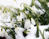 Fine art photography print, nature photography. Winter Surprise. DMpick on Etsy.