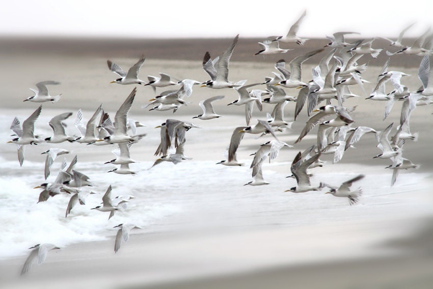 Free Flight. Photo size 8 x 12  (20 x 30 cm)