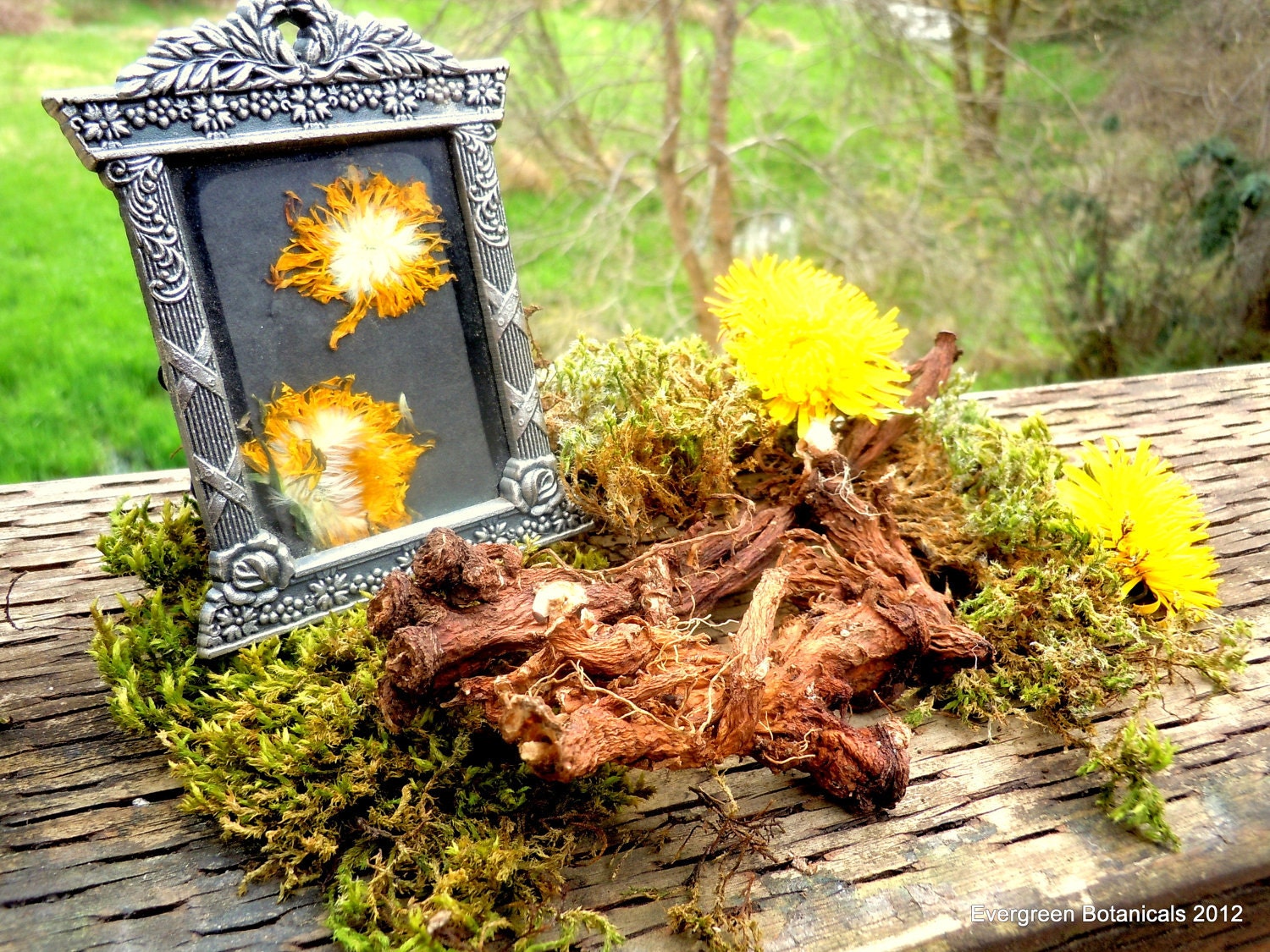 Dried Dandelion Root