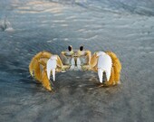 Ocean Sea Beach Crab Fine Art Photography