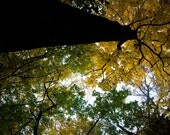 New Perspective Green Yellow Tree Fine Art Fall Foliage Photography