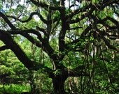 Wanted: Treehouse - Fine Art Photography Tree Summer Branches Moss