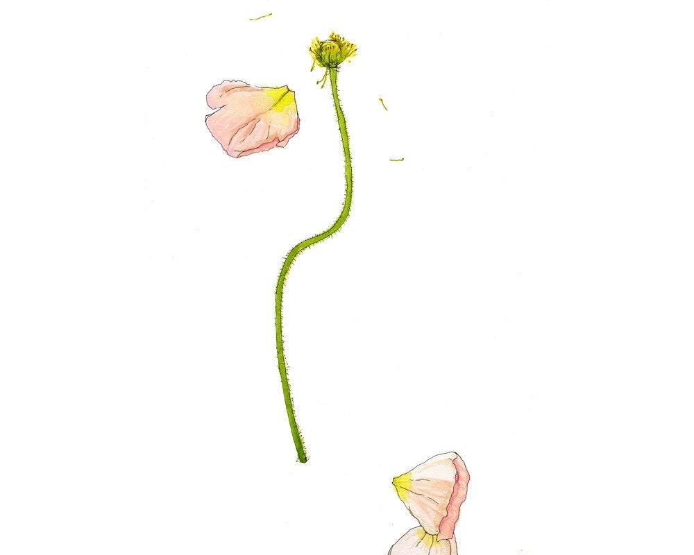 Pink Poppy, Original Watercolor Painting, 9x12