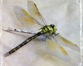 Dragonfly Bobby Pin - An Ethereal Garden Inspired Hair Accessory - Weddings - Whimsical Outdoor Wedding Accessories
