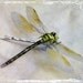 Dragonfly Bobby Pin - An Ethereal Garden Inspired Hair Accessory - Weddings - Whimsical Outdoor Wedding Accessories