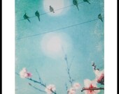 Doves with Cherry Blossoms - 4x6  Fine Art Photography - Aqua Pink Spring Color