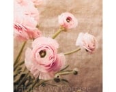 Pink Ranunculus Blossoms - 5x7  Fine Art Photography - Botanical Flower Print Vintage Style