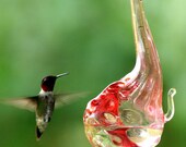 The Kennedy Style Hummingbird Feeder, The Original One Piece Drip-less Hummingbird Feeder/Gold Hobnail Gourd