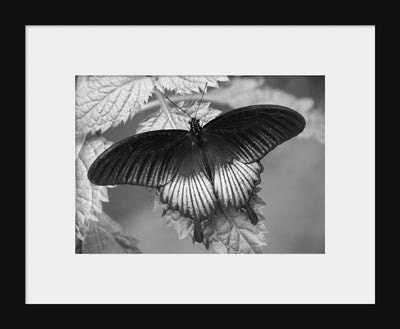 Butterfly, Black and White, pattern, gray, soft