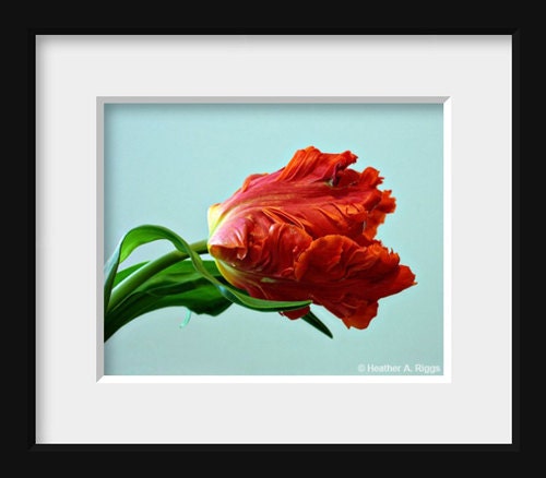 Red American Tulip flower blue