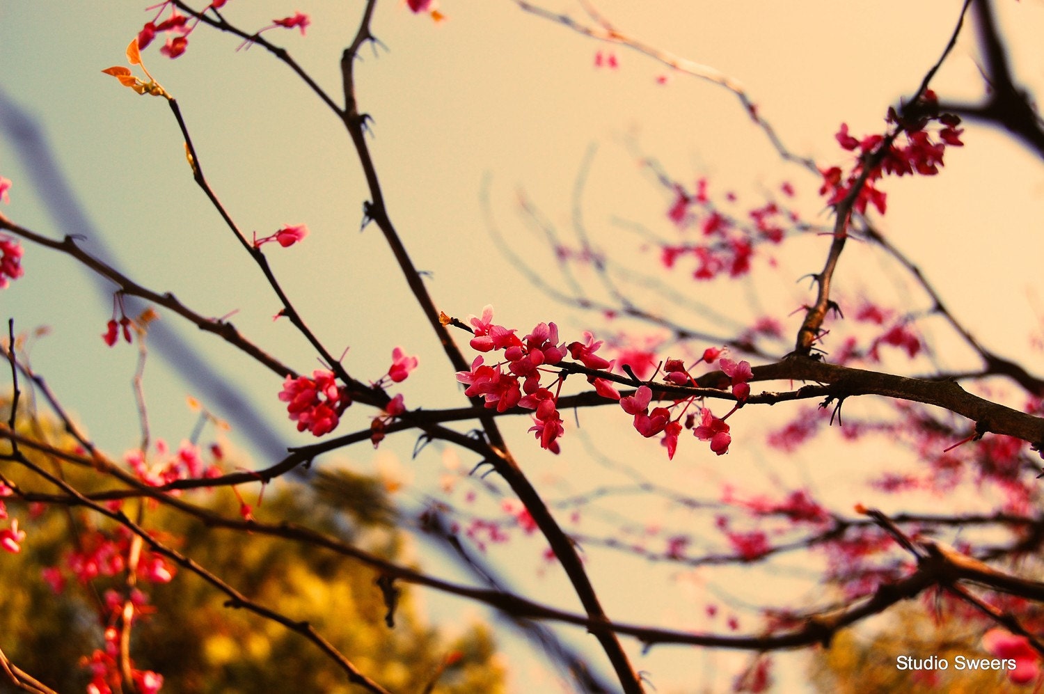 Apple Blossom Art