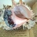 Vintage Coastal Home Sand Dollar Ocean Shell Collection