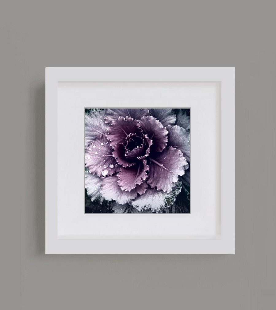 Blossoming - 8x8 Original Fine Art Photograph - Purple flower covered in dew- Winter - Autumn - Floral