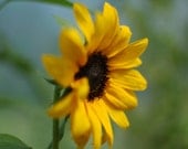 Sunflower - 8 by 10 print