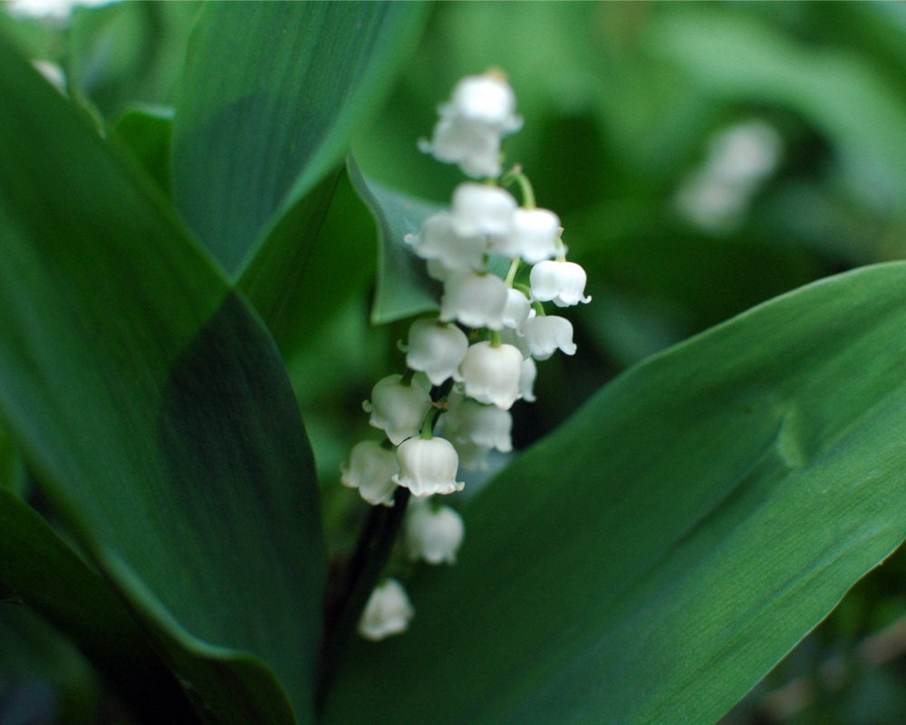 Lilies of the Valley - 8 by 10 print