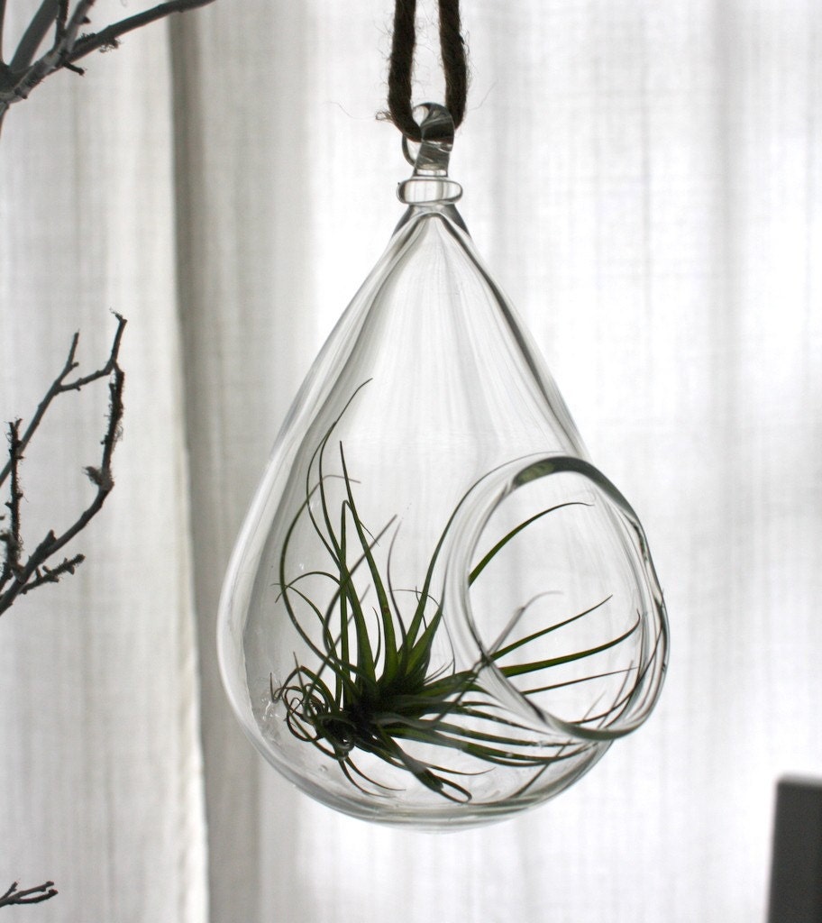 hand blown glass plant globe hanging terrarium