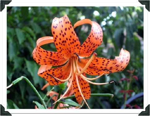 original fine art photograph - orange flower - tiger lily -  5x7 inch nature print
