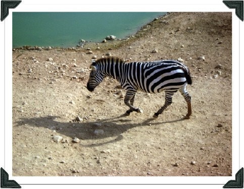 Original fine art photograph - Lone Zebra- wildlife 5x7 inch print