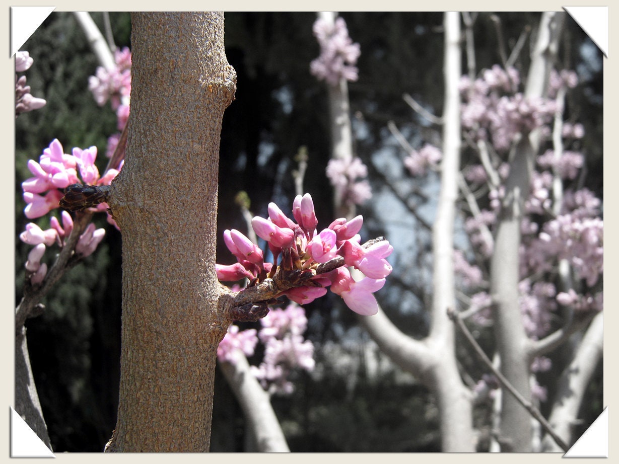 8x10 inch  fine art photograph - Pink Blossoms