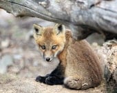 Baby Fox Photography - Hello There - Baby Fox Photography Woodland Rustic Wildlife Cabin Nursery Fox (8x10)